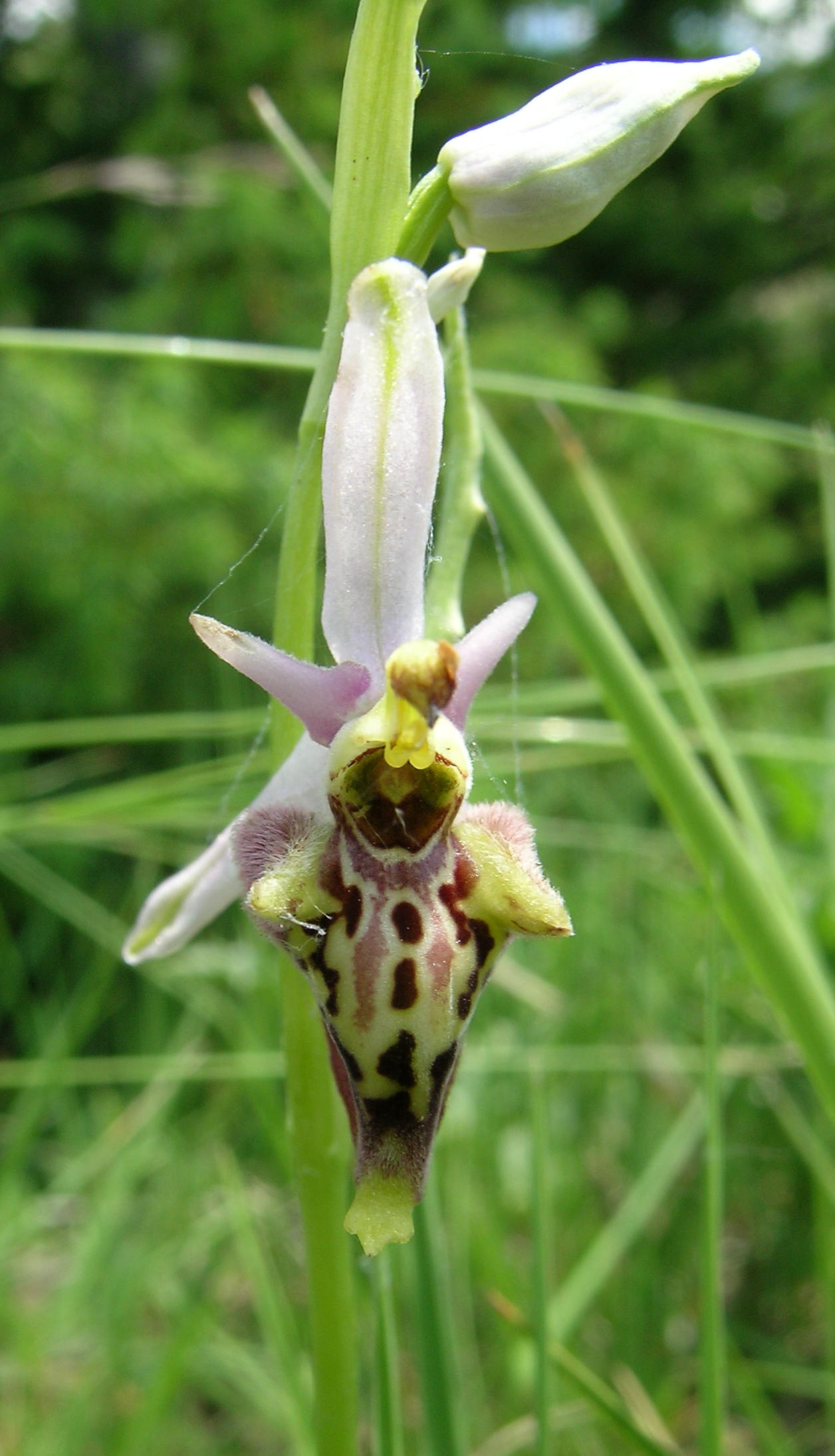 Ophrys apulica